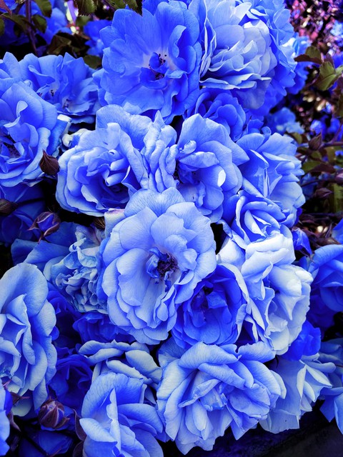 Garden roses blue