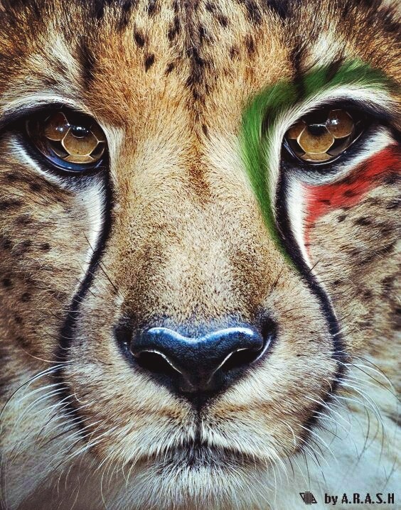 یوزپلنگ ایرانی