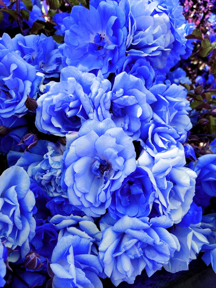 Garden roses blue