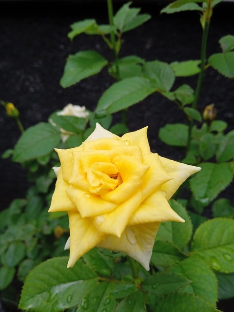 fonds d'écran rose, flower