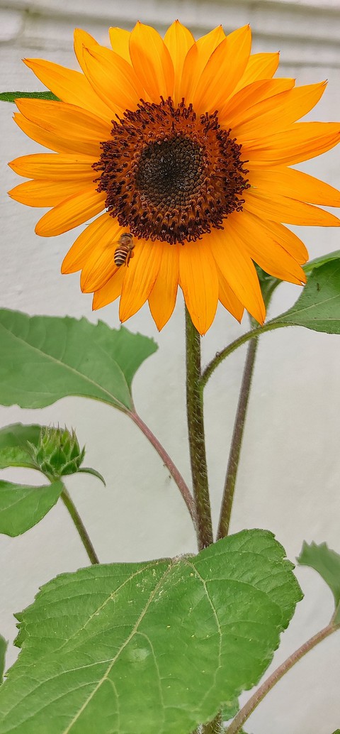 honey bee is collecting nectar from sunflower