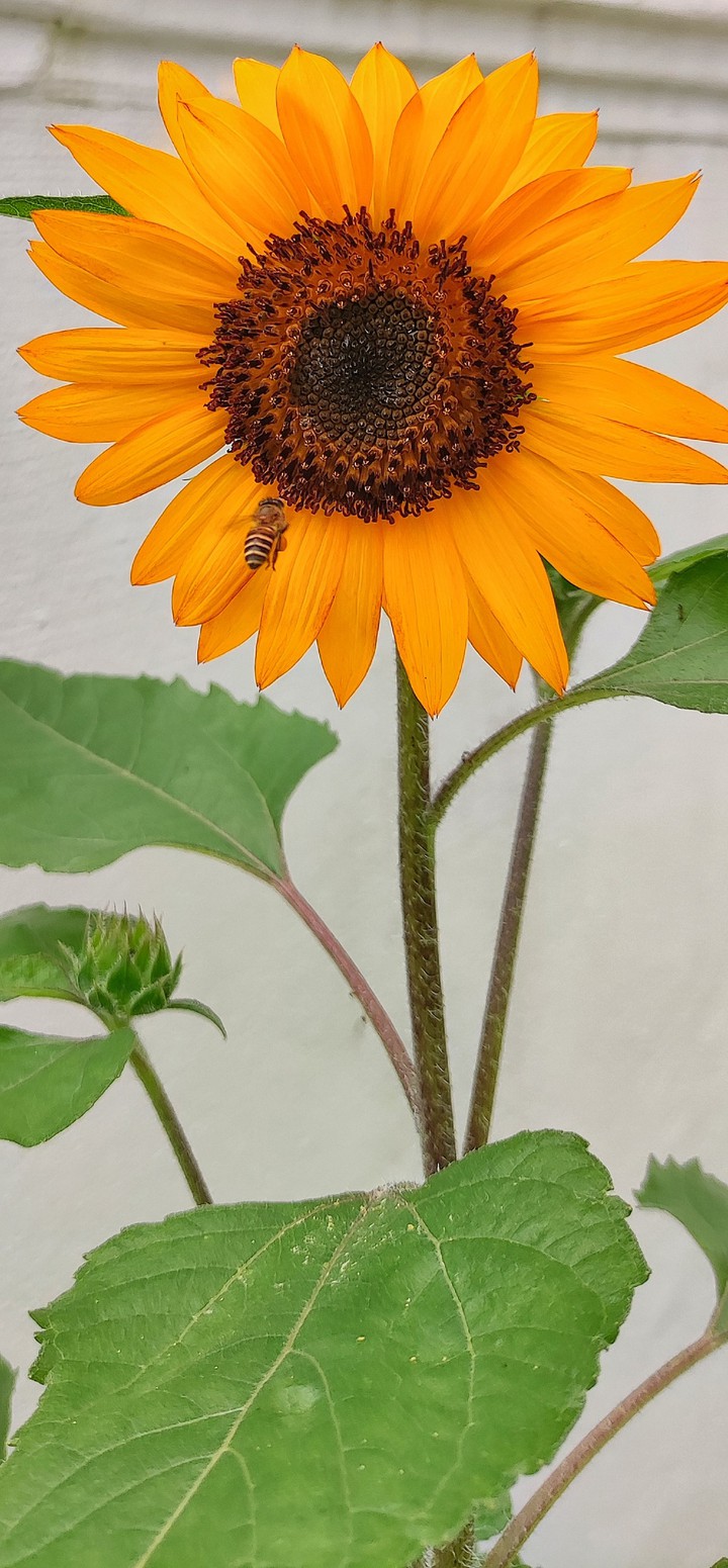 honey bee is collecting nectar from sunflower