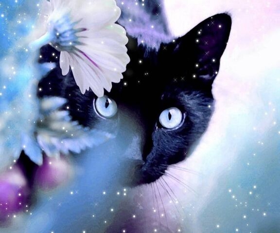 Gato
