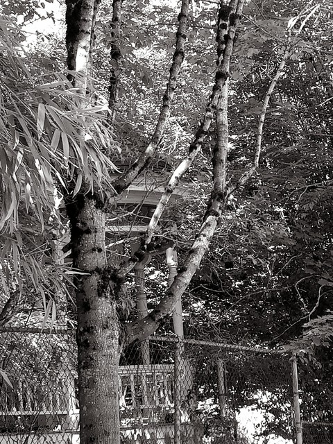 b+w tree jungle?