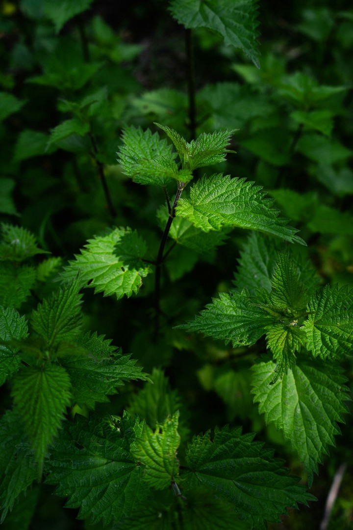 Green Leaves