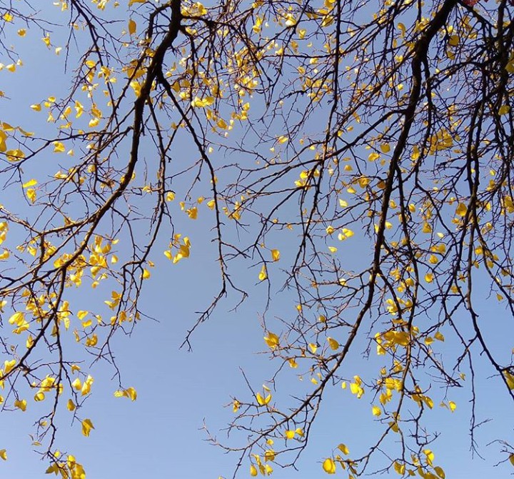 autumn