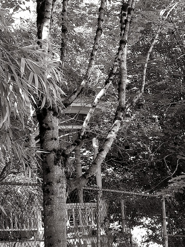 b+w tree jungle?
