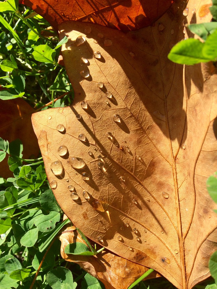 drops