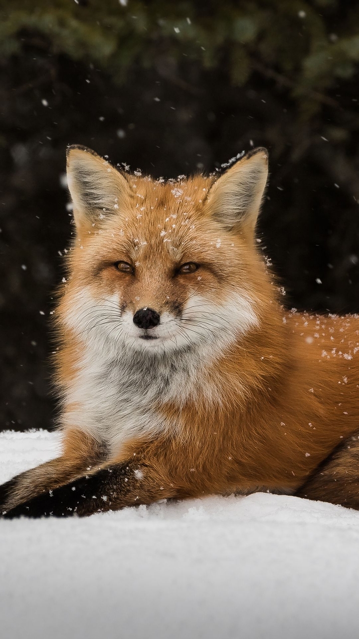 The fox