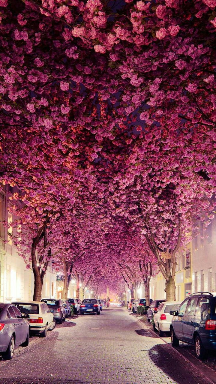 Scenery