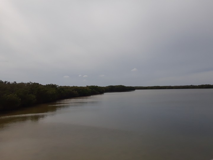 Mangrove Water Line
