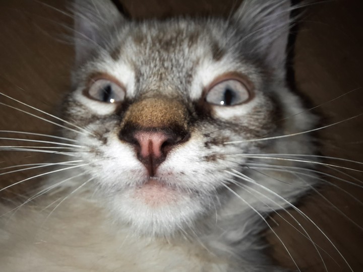 Пьяный кот