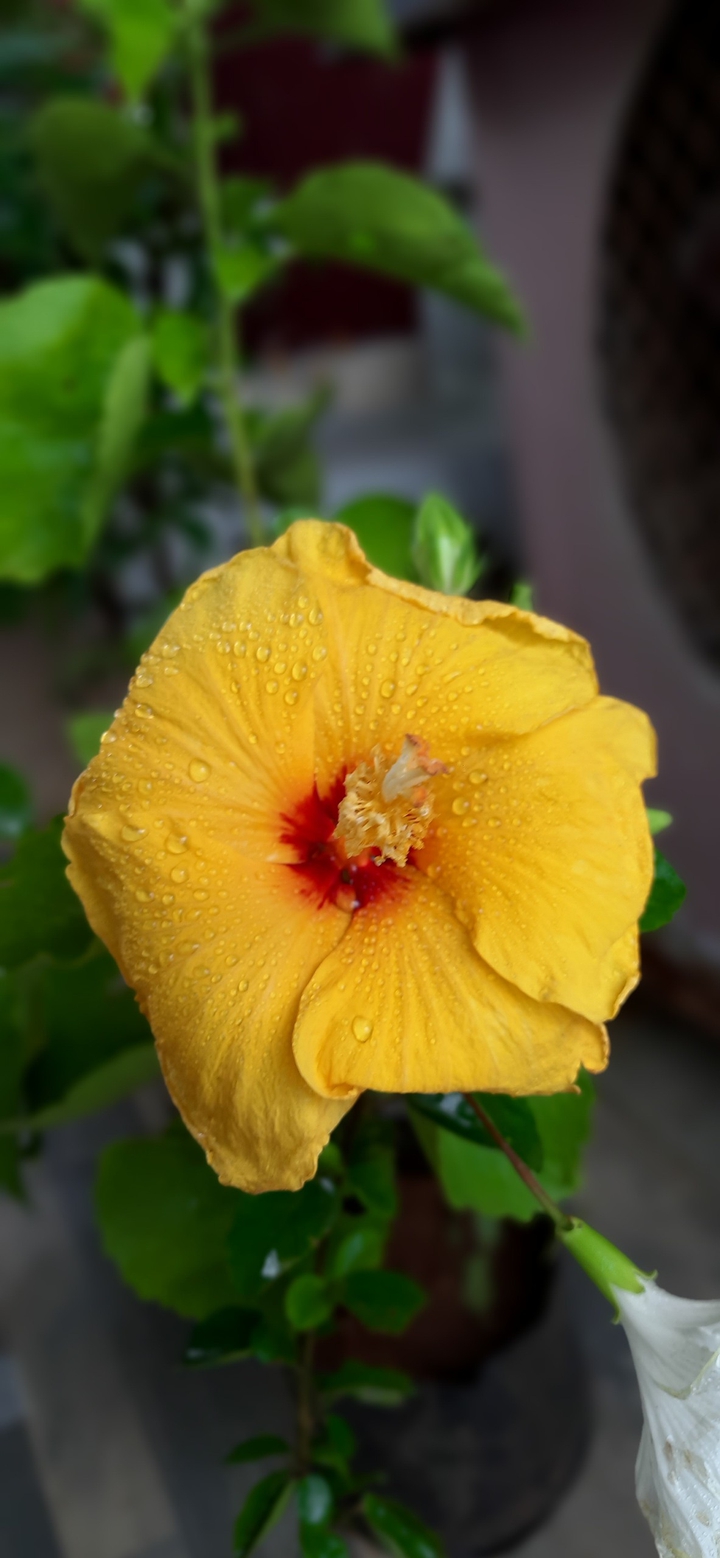 yellow flower