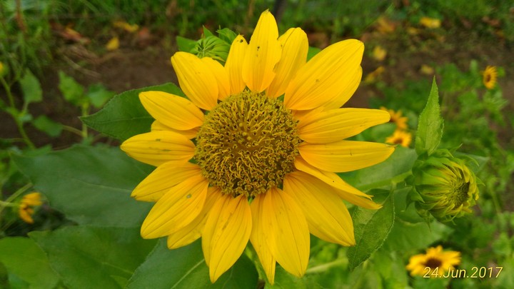 Sunflower