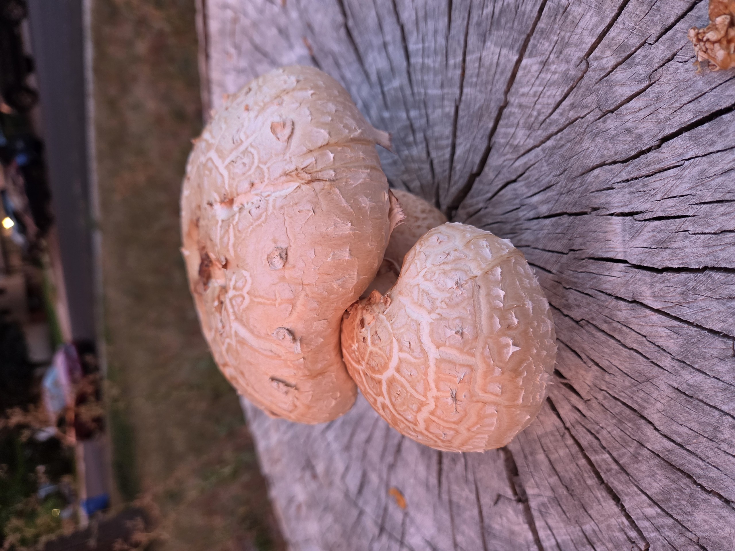 Fungus, Ingredient, Mushroom