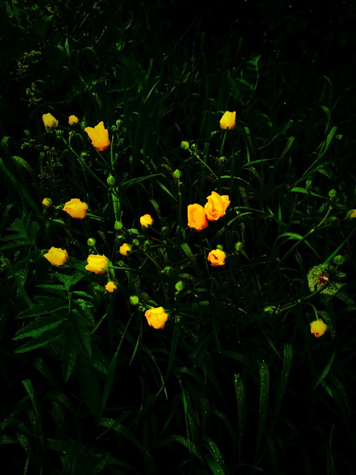 magic flowers