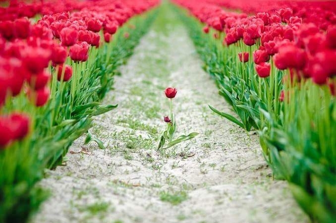 red flowers