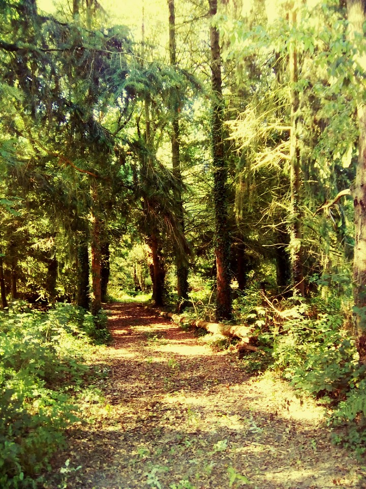 Tree's