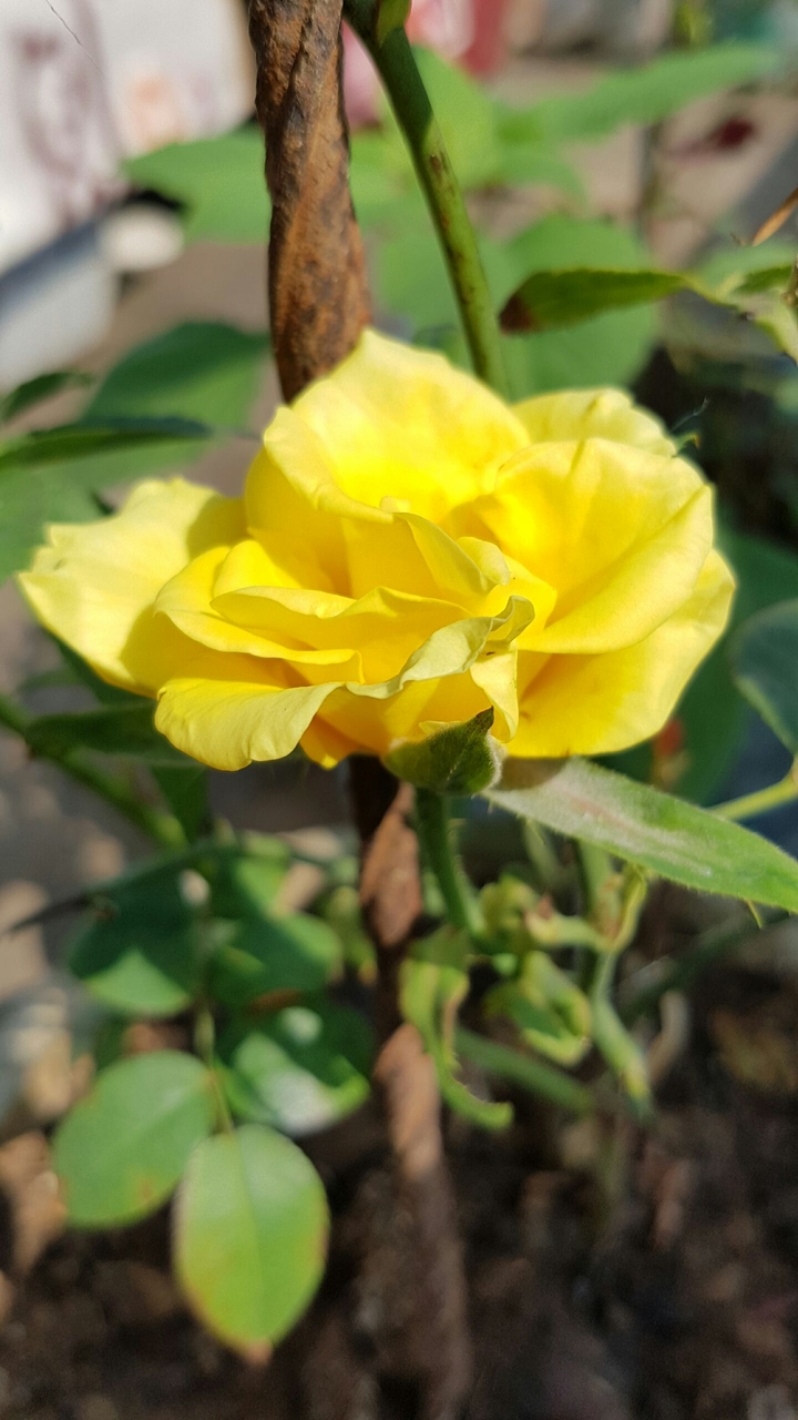 Yellow Rose