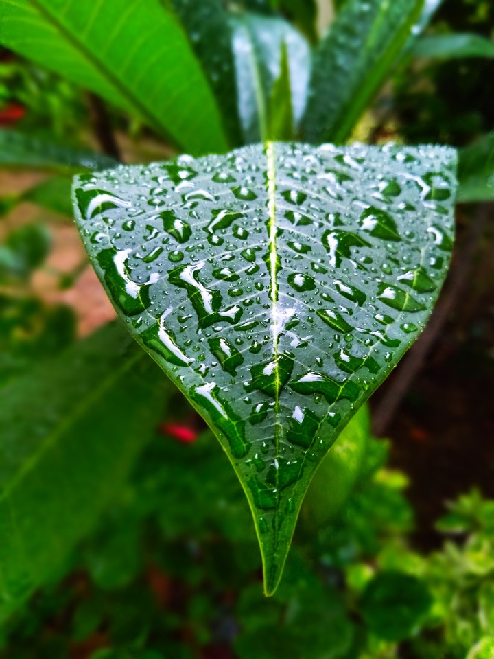 wet leaf