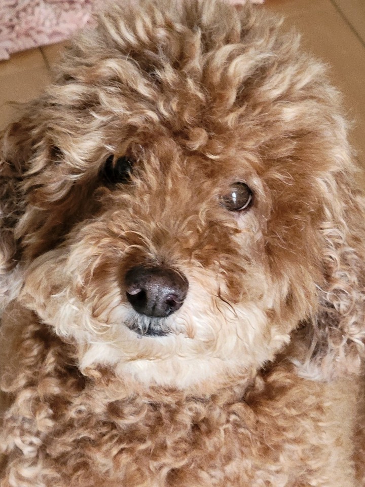 dog