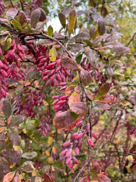 Mahonia