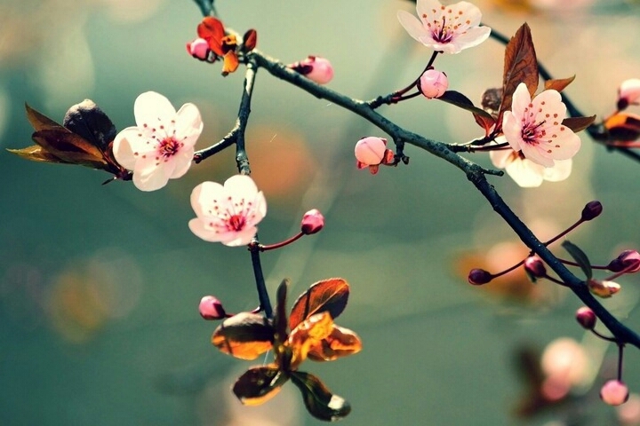 Sweet flowering