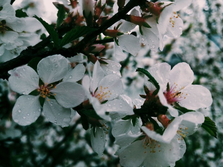 Spring flowers