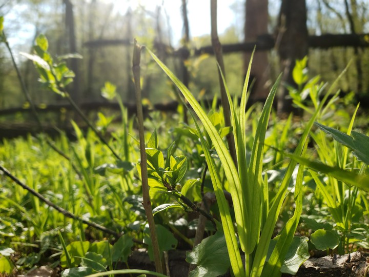Ukraine spring