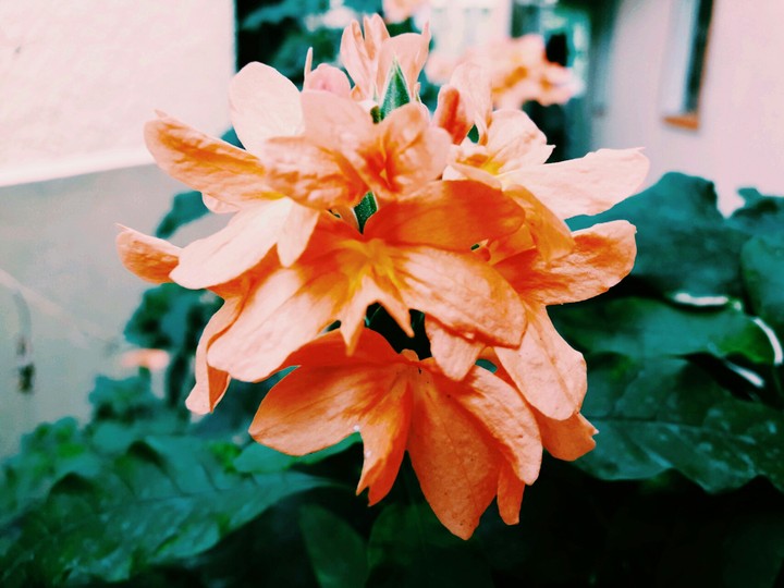 꽃을 보는 마음