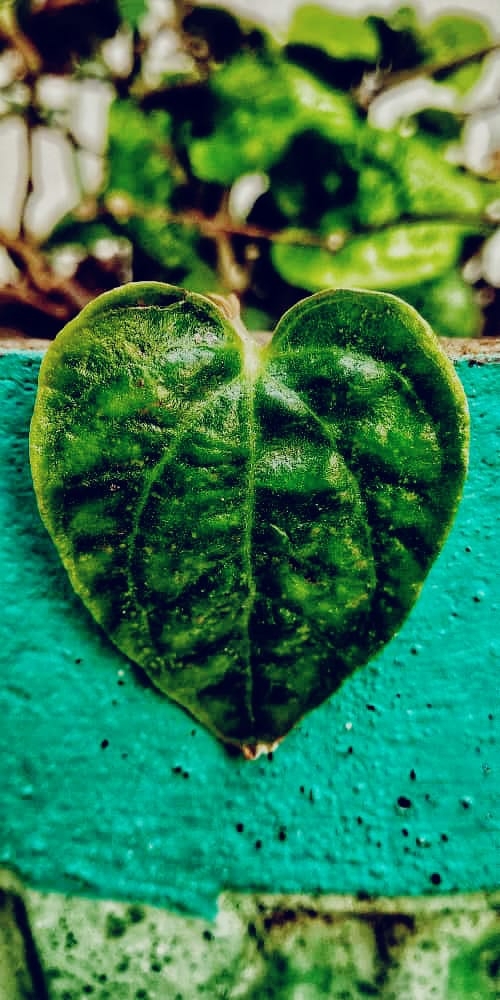 wallpaper