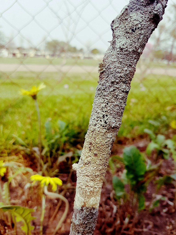plant