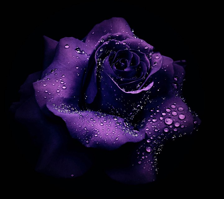 rose