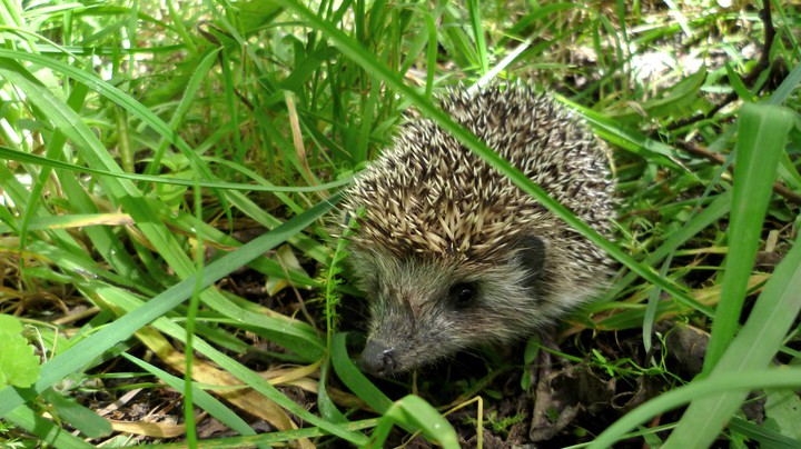 hedgehog