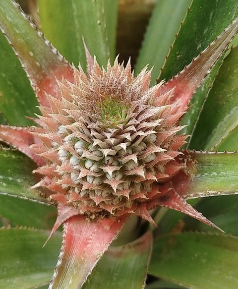 тапети bromeliaceae, thorns