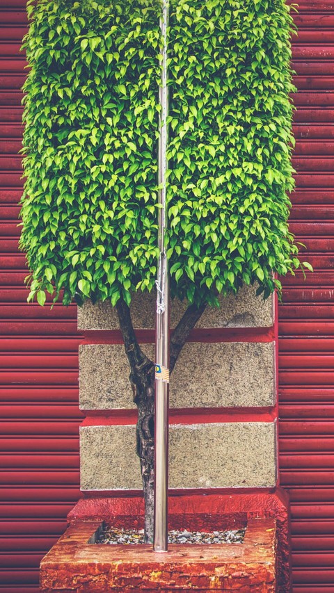 Bush