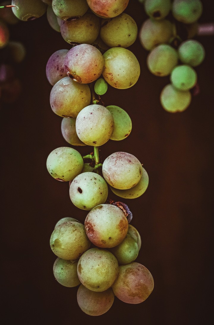 grapes