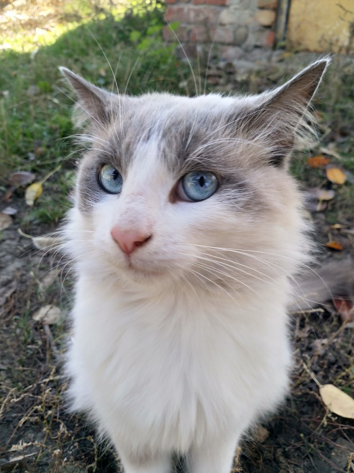 Blue eyes cat