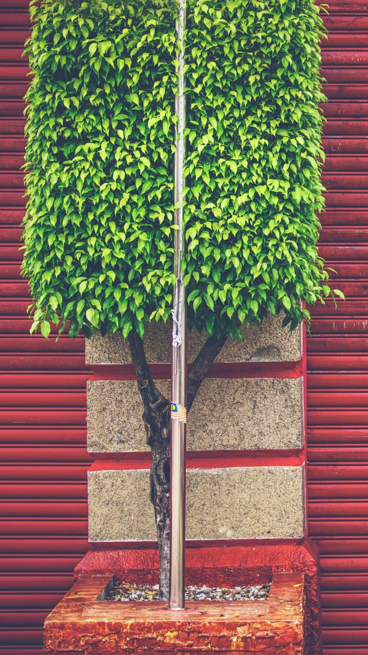 Bush