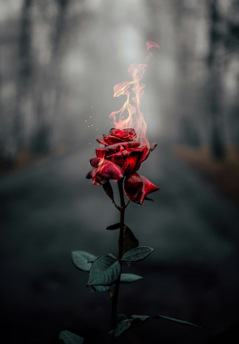 plant, red वॉलपेपर