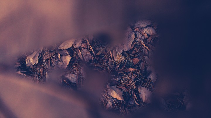 winter leaf