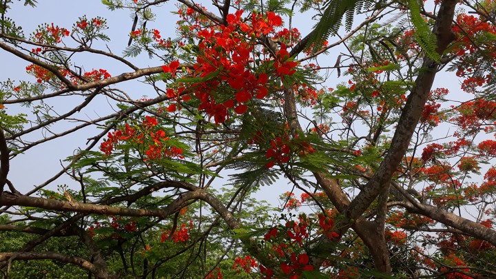 Krishnachura - কৃষ্ণচূড়া