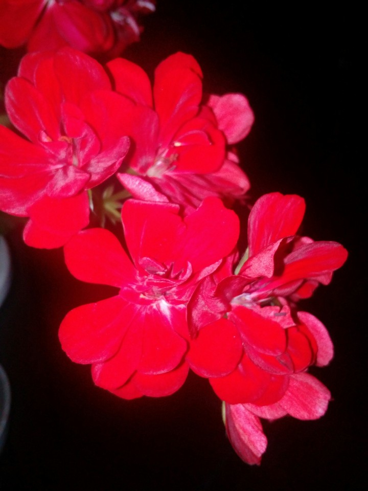 Red Flower