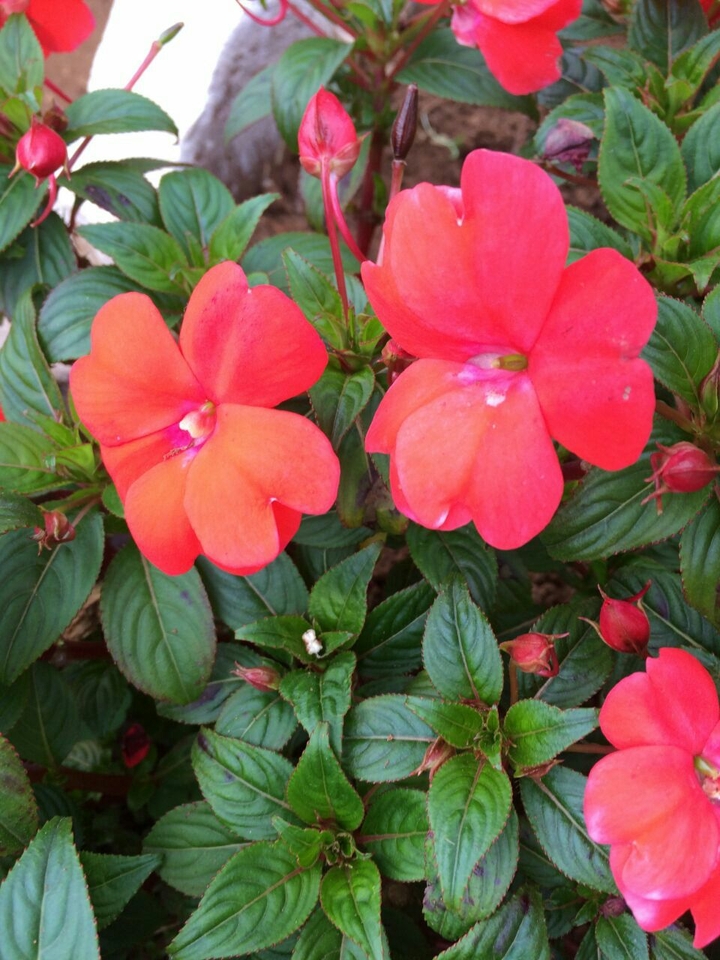 red flowers
