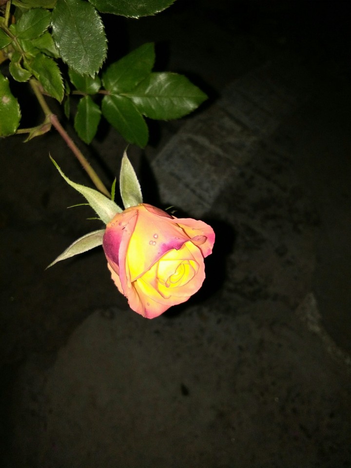 Yellow Flowers r for FRIENDSHIP
