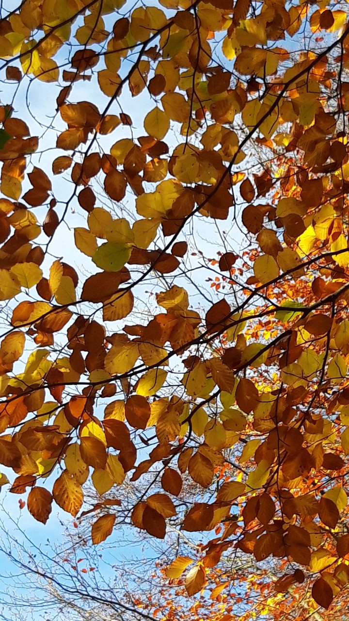autumn