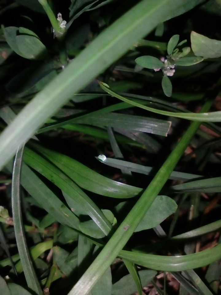 land plant