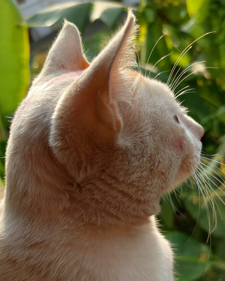 cat