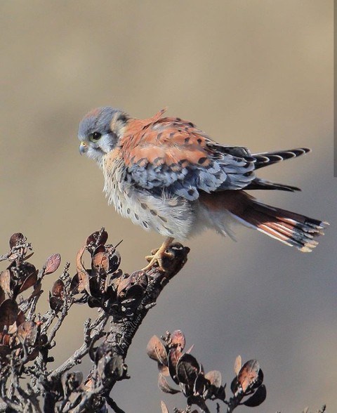 Kestrel