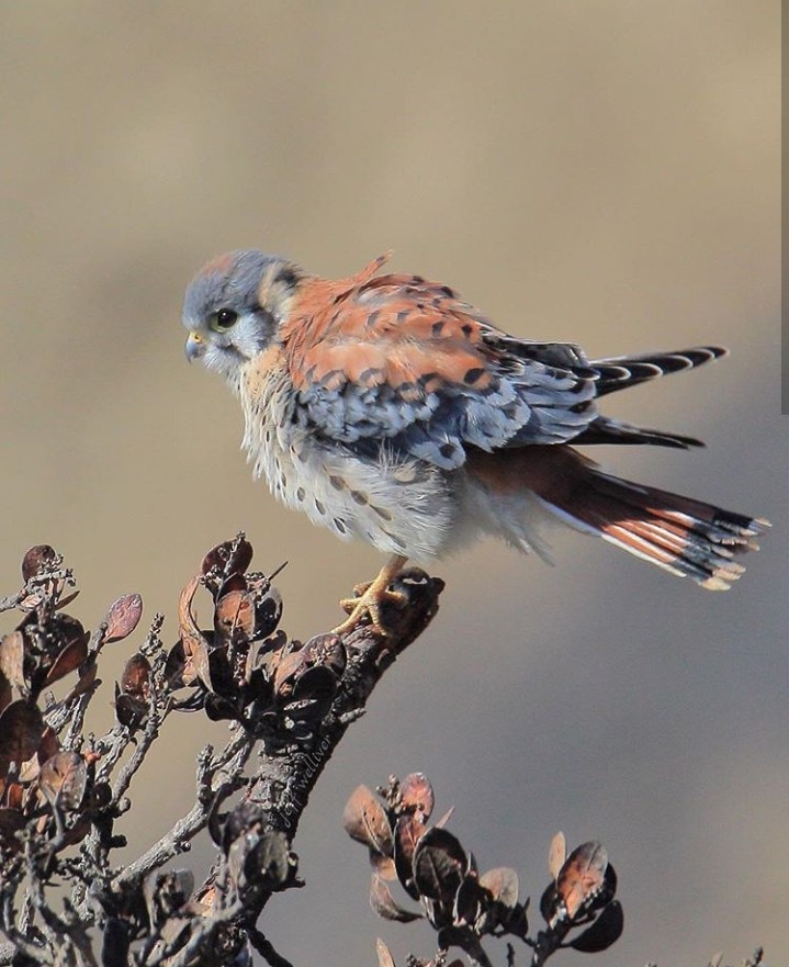 Kestrel
